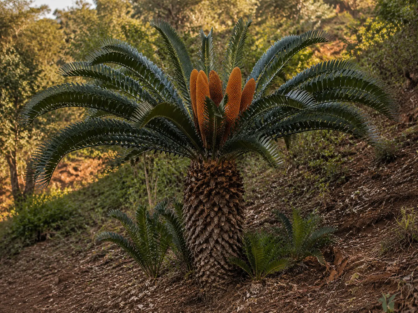 A Wood's cycad with arching glossy fronds and orange cones