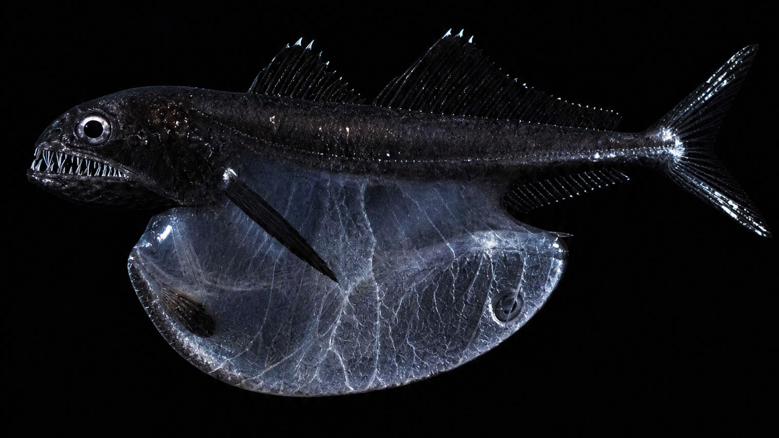 A small jet black deep sea fish with a pale stretched see-through belly hanging under its body, lit by one beam of light in black water.