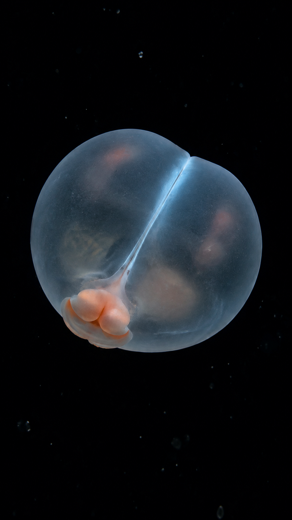 A small translucent glowing deep-sea worm floating in black water
