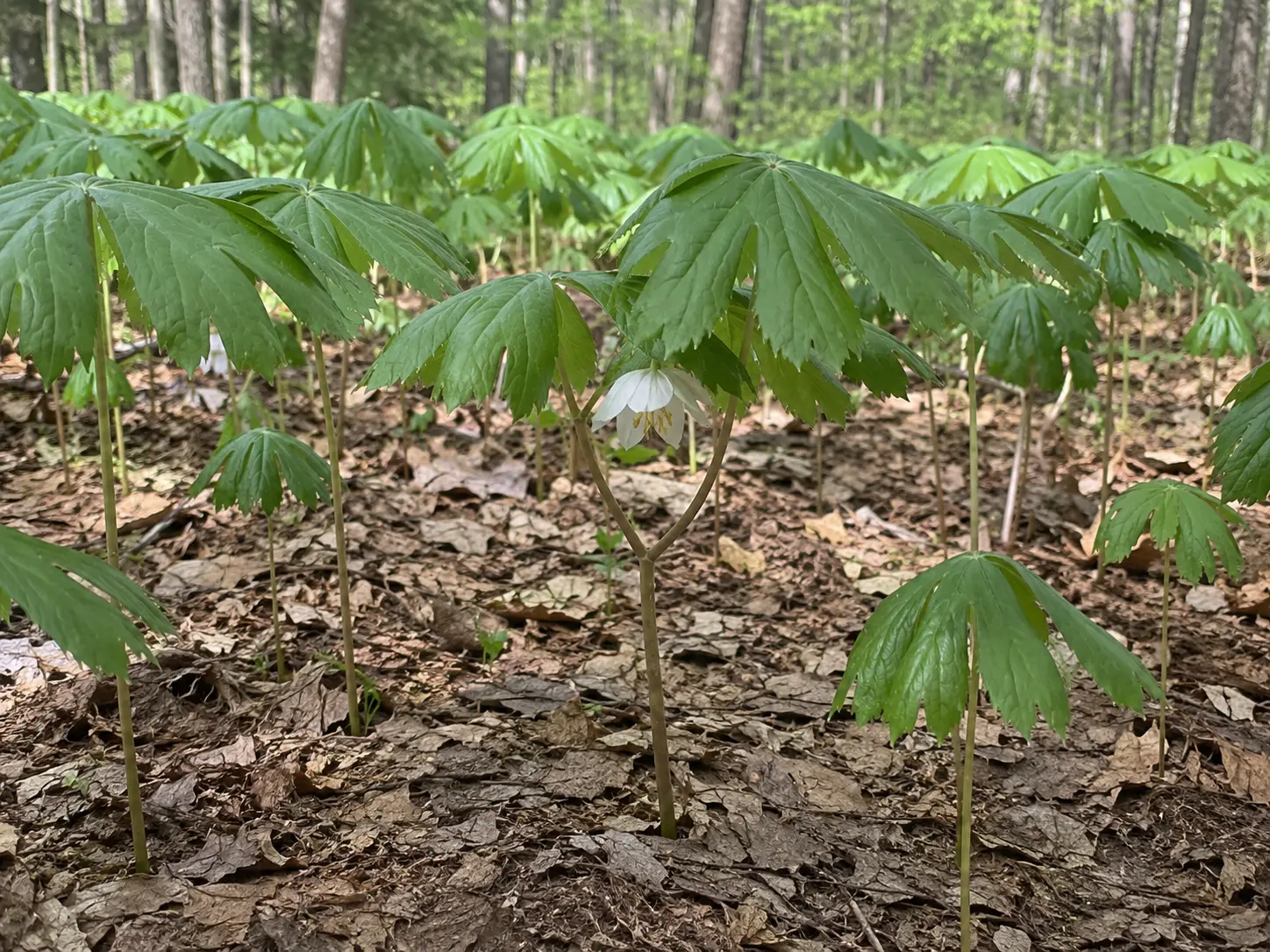 A colony of mayapple umbrellas on a spring forest floor with one white flower showing