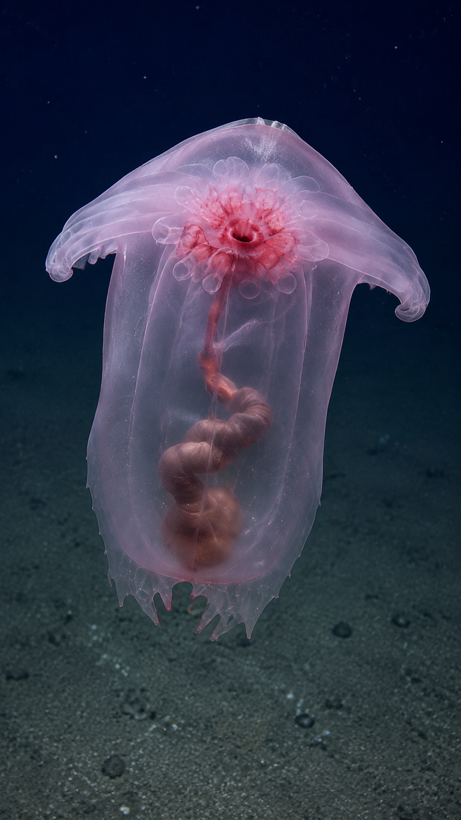 A translucent pink deep-sea sea cucumber with its gut visible through its skin