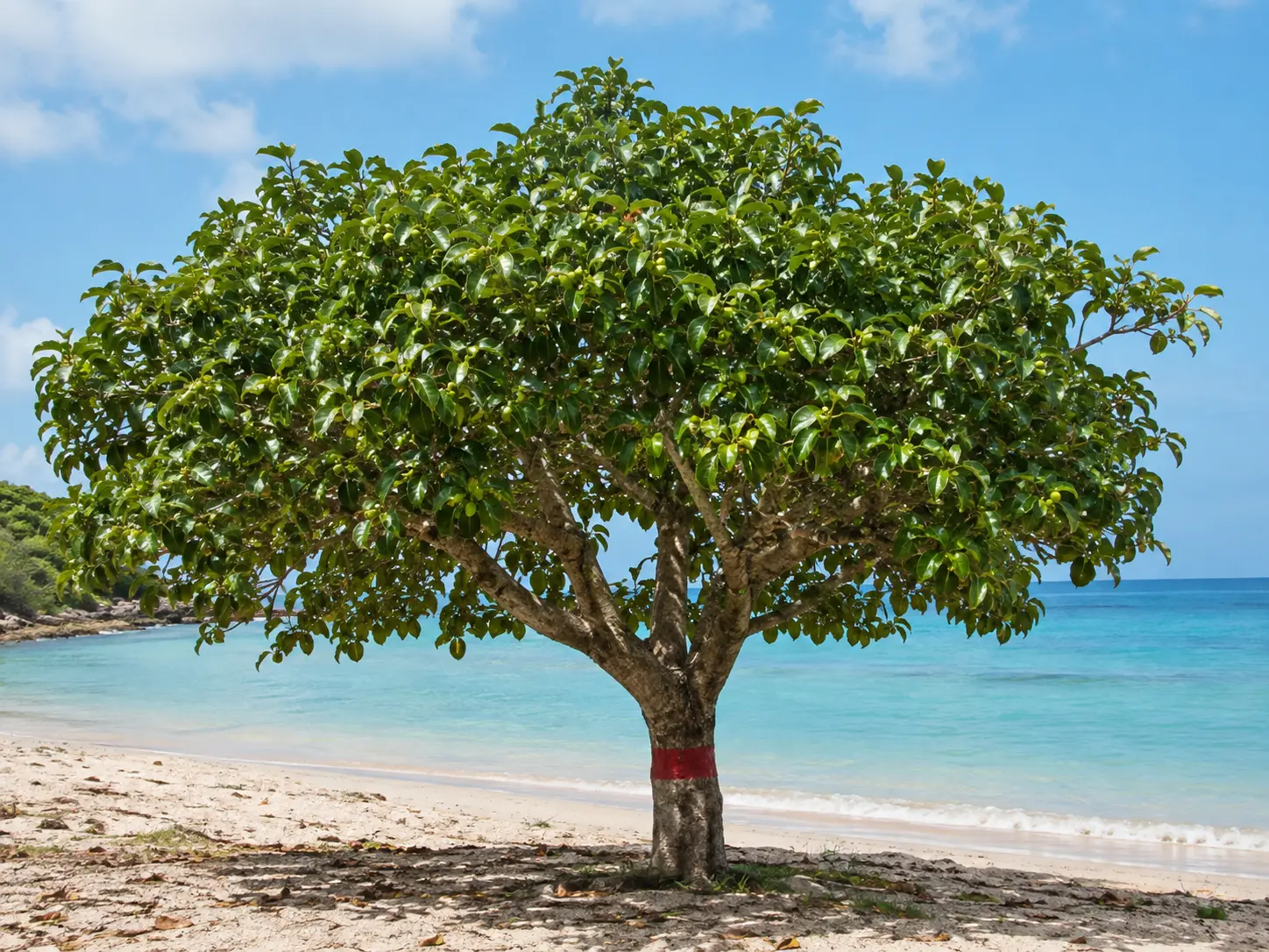 A manchineel tree on a Caribbean beach with a red warning band painted on its trunk