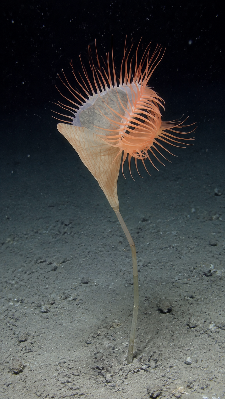 Venus flytrap anemone on a long stalk on the deep seafloor