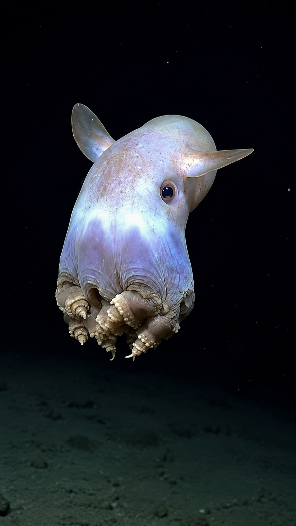 A dumbo octopus with ear-like fins hovering above the deep seafloor